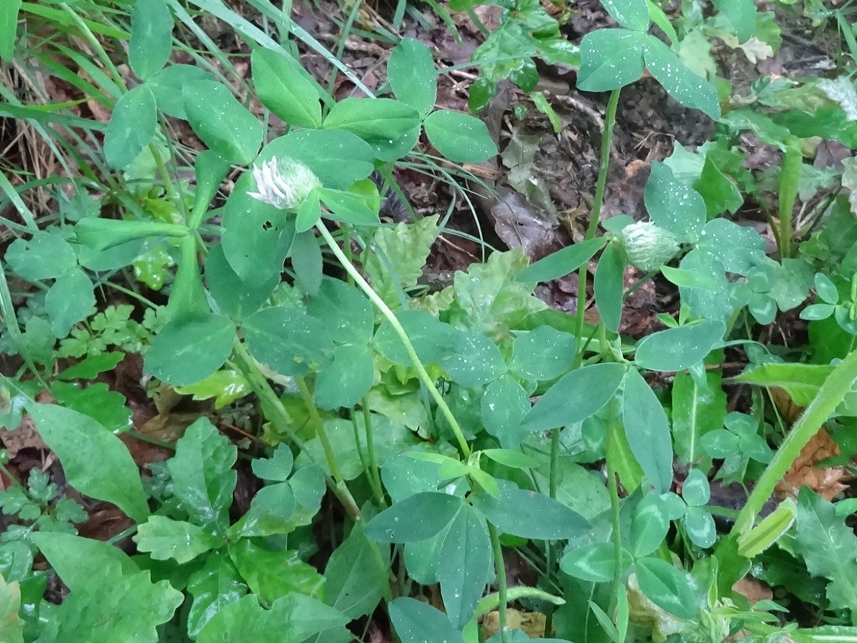Trifolium pallidum (Fabaceae)